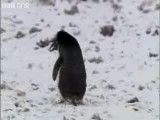 پنگوُن دزد