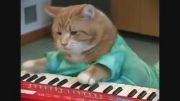 گربه پیانو