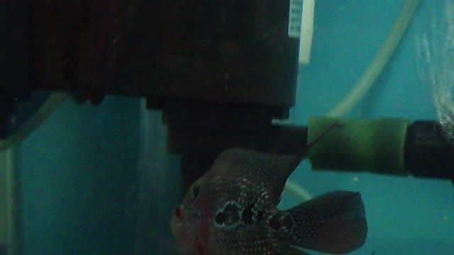 غذاخوردن ماهی فلاور