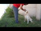 آموزش دست دادن به سگ ها