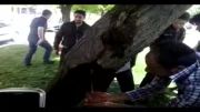 ماماهان -جاری شدن آب از تنه درخت در بلوار همدان