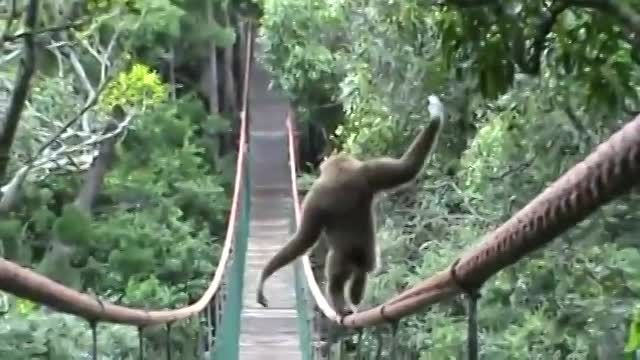 راه رفتن میمون روی طناب