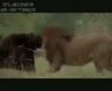 جنگ شیر و خرس