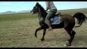 سواری فوق العاده اسب چنگیز