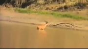 نجات یک آهو از دست تمساح توسط اسبهای آبی