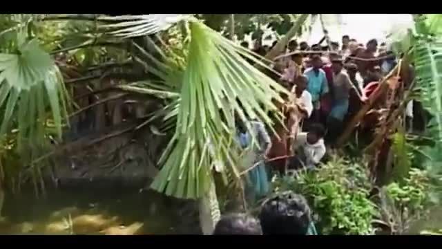 حمله ببر به روستا در هندوستان HD