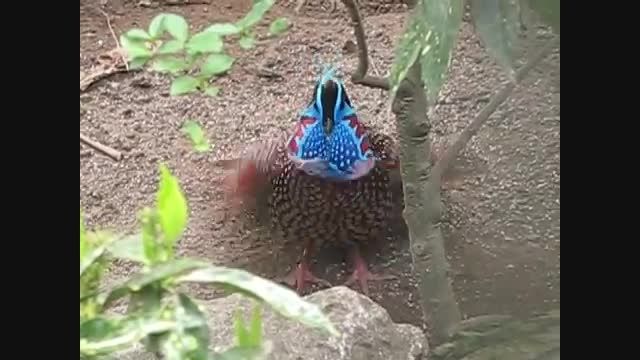 courtship of a Teminck Tragopan