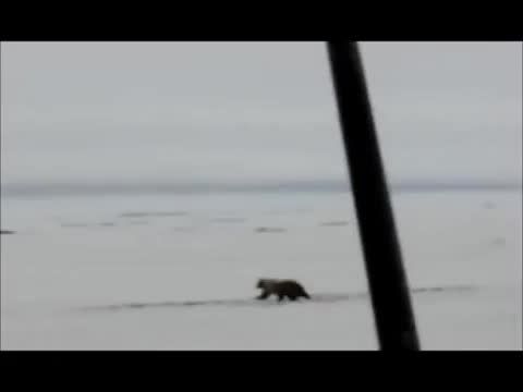 شکار بوفالو توسط خرس