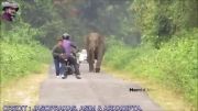 حمله فیل و فرار دو موتور سوار