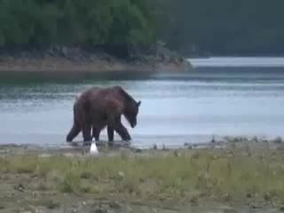 خرس ماهیگیر خوش اشتها