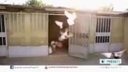 کبوتر اصیل ایرانی