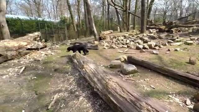 حمله ابتکاری شامپانزه باغ وحش هلند به پهباد فیلم بردار