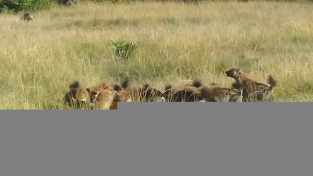 جنگ گروهی شیرها با کفتارها - 17 کفتار و 10 شیر