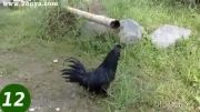 مرغ سیاه رنگ اندونزی