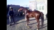 اسب افغان2