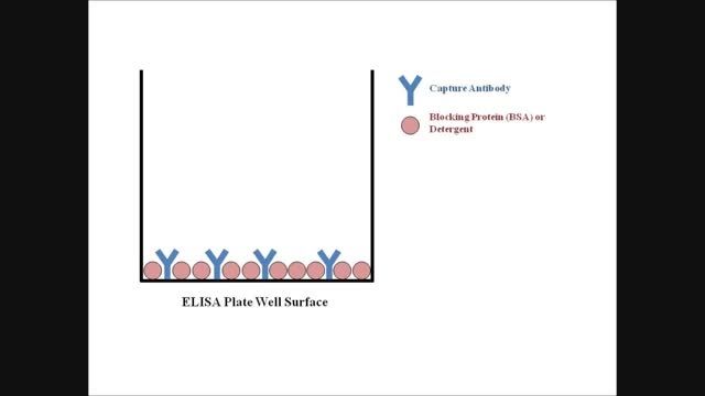 ELISA Tutorial 2: Coating and Blocking the ELISA Plate