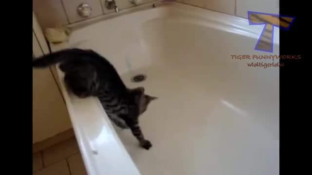 گربه ها و حمام