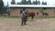 اسب نژاد ترکمن
