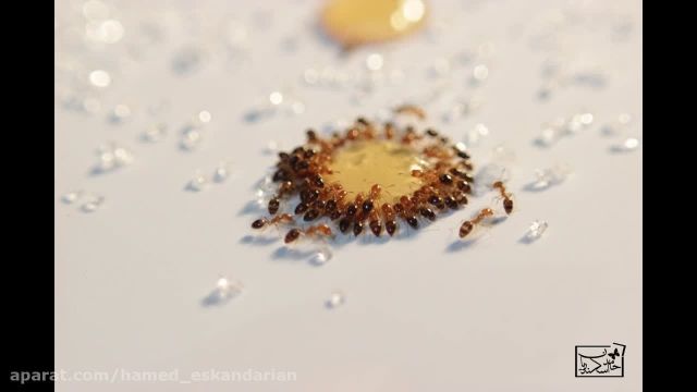 غذا خوردن مورچه ها و پرندگان
