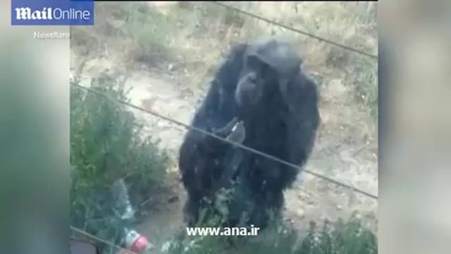 شامپانزه ای که مثل انسان سیگار می کشد!