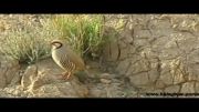 پرندگان وحشی اصفهان - کبک