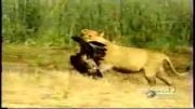 شکار لاشخور توسط شیر