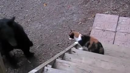 کلیپی کوتا ه از گربه ها