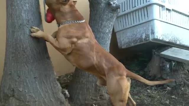 عضلات سگ پیت بول - Pitbull