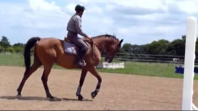 Cheval de Selle Francais Horse