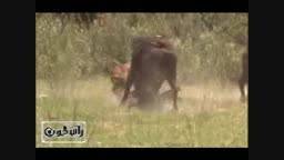 شکار بوفالو توسط گله شیر