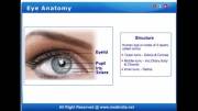 eye anatomy (2)