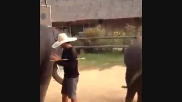رقصیدن فیل ها