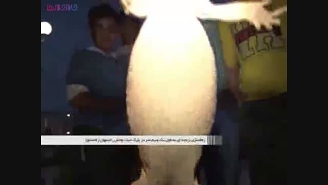 رهاسازی بزمجه ۱.۵ متری در پارک اصفهان+فیلم ویدیو کلیپ