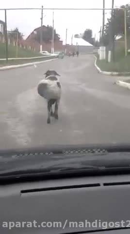 را رفتن باحال یه گوسفند
