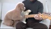 سگ گیتار زن