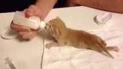 شیر خوردن یک بچه گربه :) خیلی نازه حتما ببنید :)