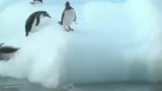 مصائب پنگوئن ها ( طنز )