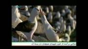 پخش اهنگ پرواز گروه آریان از شبکه تهران