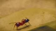 عنکبوت مورچه خوار - دانستنیها