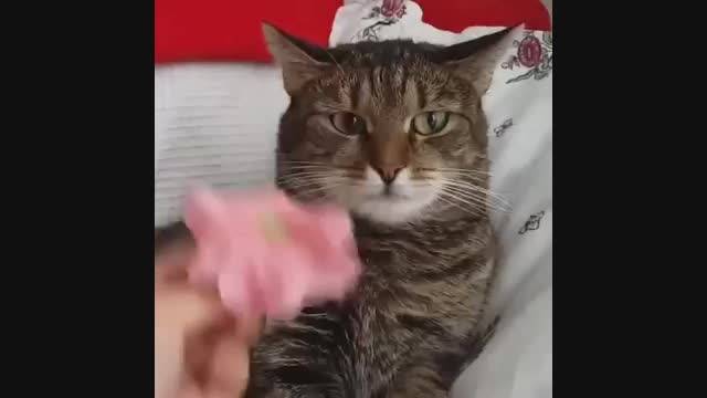 گربه گل به سر
