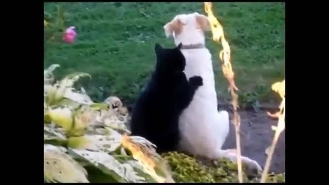 ویدیوهای جالب و بامزه از گربه ها Cats