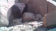 خرس سیاه آسیایی در بشاگرد