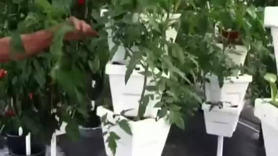 پرورش فوق الاده گوجه فرنگی و فلفل در گلخانه