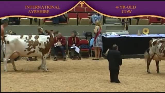 International Ayrshire Show 2010 , 4 Years old cow