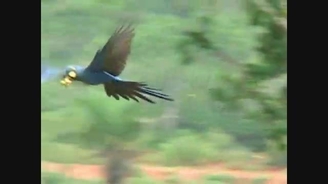 ماکائو لیر -  Lear Macaw