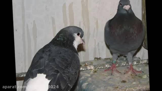 کبوتران ایرانی در خارج از کشور