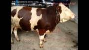 قیمت گاو شیری- گاو سمینتال-قیمت گاو شیرده-قیمت گاو