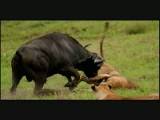 حمله بوفالو به شیر نر