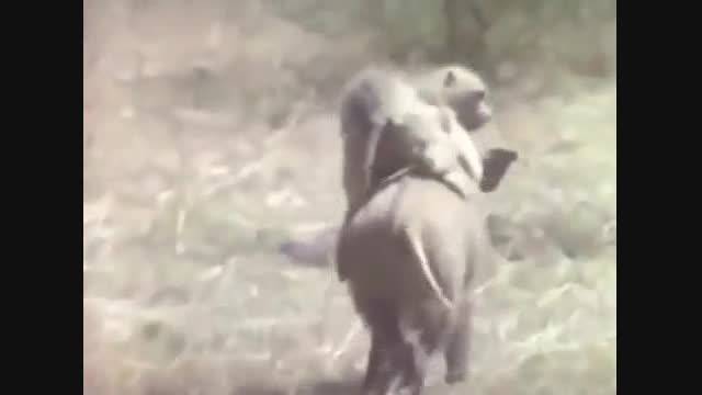 سوار کردن و کمک خوک به دو میمون برای فرار از دست شکارچی