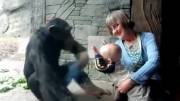 شامپانزه از بچه خوشش نمیاد ...!